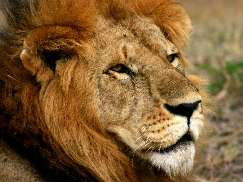 Lion