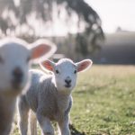 lambs